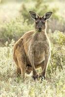 vermelho canguru dentro Austrália foto