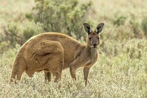 vermelho canguru dentro Austrália foto