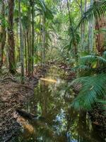 cattana zonas úmidas, queensland, Austrália foto
