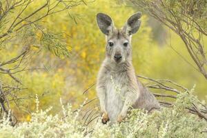 euro Wallaroo dentro Austrália foto