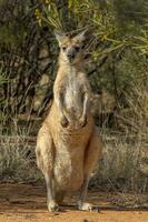 euro Wallaroo dentro Austrália foto