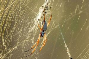 aranha de esfera dourada foto