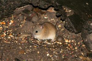 fulvo melomys dentro Austrália foto