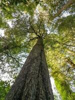 kahikatea árvore dentro Novo zelândia foto