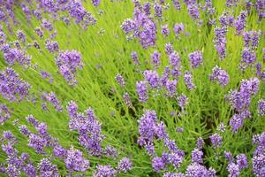 lavanda plantas e flores foto