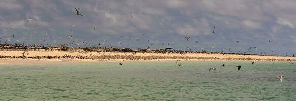 Michaelmas cay, Queensland Austrália foto