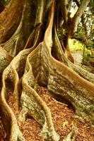 Norfolk ilha cenário, Austrália foto