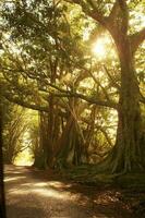 Norfolk ilha cenário, Austrália foto