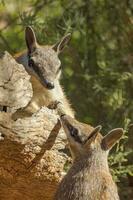 numbat dentro Austrália foto