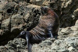 nova zelândia peles de foca foto