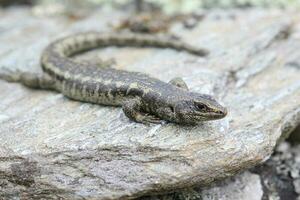 Otago skink dentro Novo zelândia foto