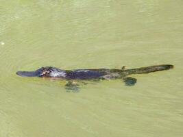 bico de pato ornitorrinco dentro Austrália foto