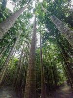 paronela parque, Queensland Austrália foto