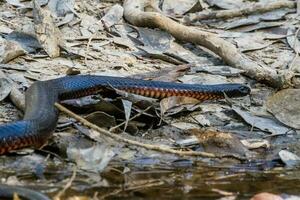 barrigudo Preto serpente foto