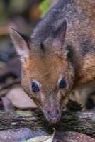 de pernas vermelhas pademelon dentro Austrália foto