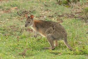 de pescoço vermelho pademelon dentro Austrália foto