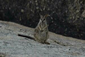 Rocha wallaby dentro Austrália foto