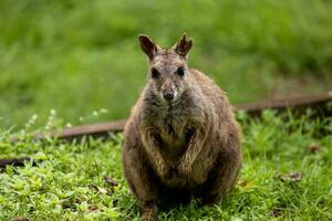 Rocha wallaby dentro Austrália foto