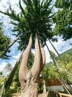 pau-brasil árvore dentro Novo zelândia foto