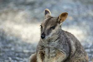 Rocha wallaby dentro Austrália foto