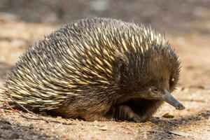 bico curto equidna dentro Austrália foto