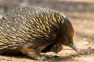 bico curto equidna dentro Austrália foto