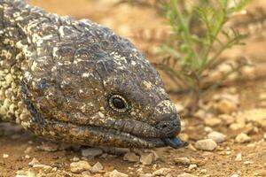 com cascalho ou de língua azul skink foto