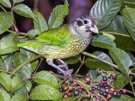 visto catbird dentro Austrália foto