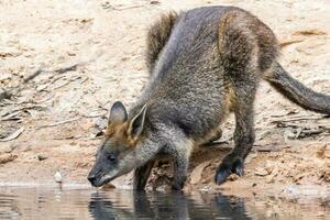 pântano wallaby dentro Austrália foto