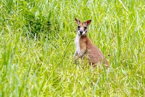 pântano wallaby dentro Austrália foto