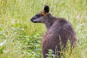 tasmaniano pademelon dentro Austrália foto