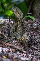 água Dragão dentro Austrália foto