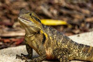 água Dragão dentro Austrália foto