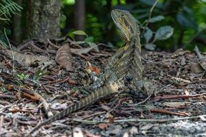 água Dragão dentro Austrália foto