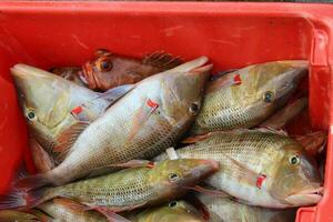 trompete peixe dentro Austrália foto