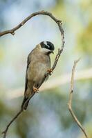 queixo preto honeyeater dentro Austrália foto