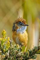 sulista emu-wren dentro Austrália foto