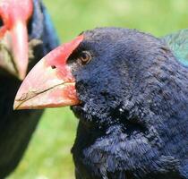 takahe dentro Novo zelândia foto