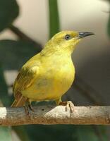 amarelo honeyeater dentro Austrália foto