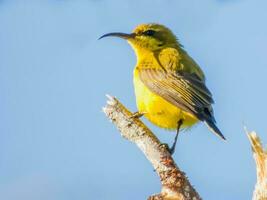 oliva sunbird dentro Austrália foto