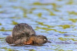 dabchick Novo zelândia mergulhão foto