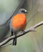 chama robin dentro Austrália foto