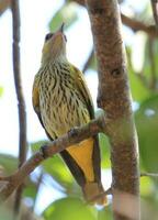 eurasian dourado oriole foto