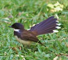 malhado fantail dentro Tailândia foto