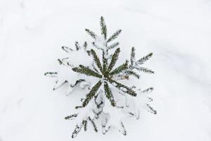 uma pequena árvore de Natal coberta de neve aparece debaixo da neve na floresta. Férias de natal foto