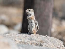 um único esquilo antílope de cauda branca foto