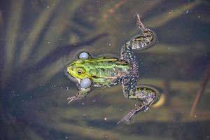 sapo em um lago local na primavera foto