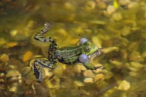 sapo em um lago local na primavera foto