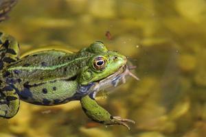 sapo em um lago local na primavera foto