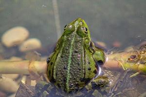 sapo em um lago local na primavera foto